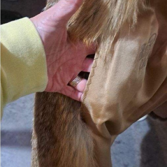 ❣️VINTAGE Fox❣️ - Picture 4 of 4